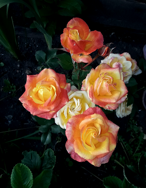 Роза чайно-гибридная Мари Клэр 1 шт